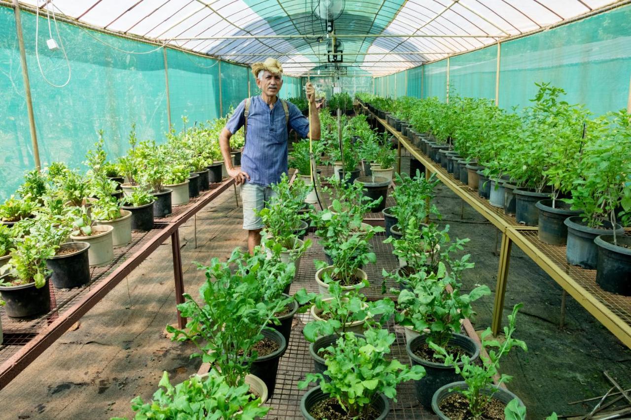 Mangaal Farmstay Goa Vichondrem Eksteriør billede